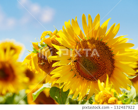 Blooming sunflower with honey bee Blooming sunflower with honey bee 132487922