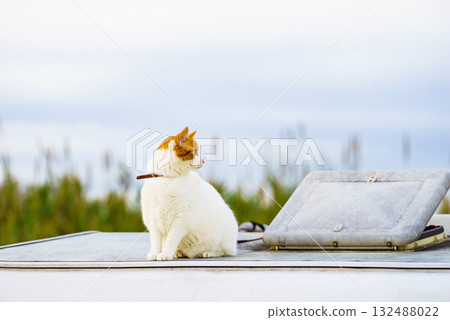 Cat on roof of rv camper car Cat on roof of rv camper car 132488022