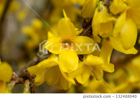 Forsythia, a shrub with yellow flowers from the oleaceae family at springtime Forsythia, a shrub with yellow flowers from the oleaceae family at springtime 132488040