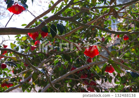 Red flower	 132488138