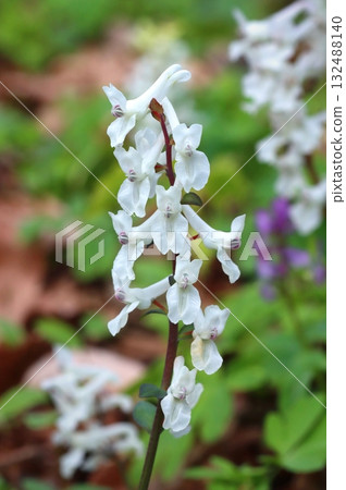 Curative spring flower in blossom 132488140