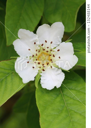 The common medlar tree blooming The common medlar tree blooming 132488144