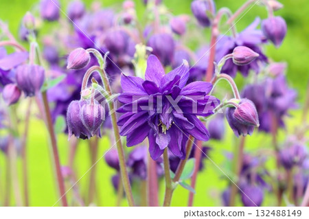 Violet european crowfoot flower blooming 132488149