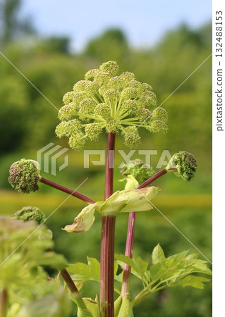 Huge healing garden angelica flower 132488153