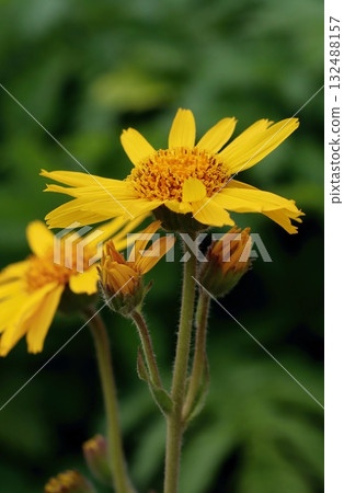 Healing yellow mountain arnica blooming 132488157