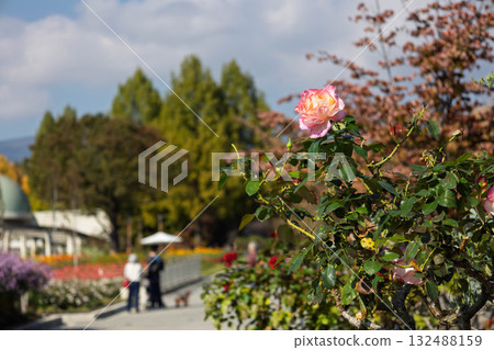 群馬縣前橋市群馬花卉公園Plus 群馬縣前橋市群馬花卉公園Plus 132488159