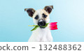 Puppy offering red tulip flower on blue background 132488362
