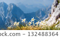 Edelweiss flowers blooming against hazy alpine mountains 132488364