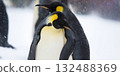 King penguins huddling in blizzard, enduring cold winter 132488369