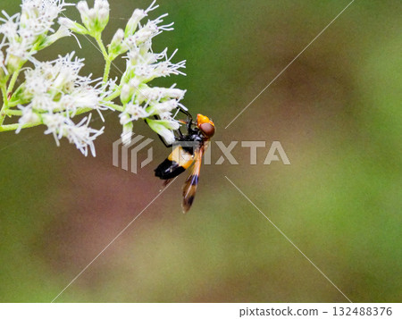 食蚜蠅科(Syrphidae)白紋食蚜蠅(♀) 食蚜蠅科(Syrphidae)白紋食蚜蠅(♀) 132488376