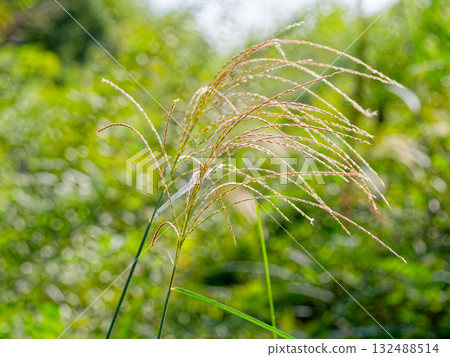 秋天的Nanakusa Susuki 132488514