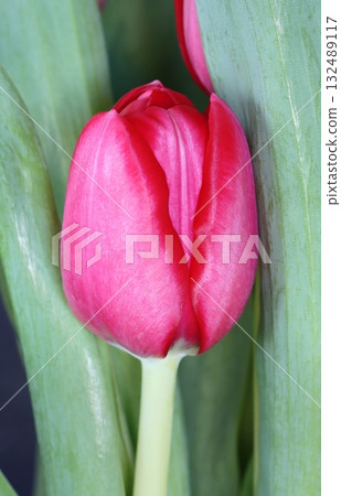 Beautiful red tulip flower during spring 132489117