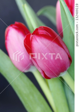 Beautiful red tulip flower during spring Beautiful red tulip flower during spring 132489119