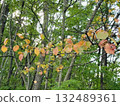 Yellow leaves of autumn trees (Chichibu Muse Park, Chichibu City, Saitama Prefecture) 132489361