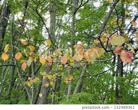 Yellow leaves of autumn trees (Chichibu Muse Park, Chichibu City, Saitama Prefecture) 132489361