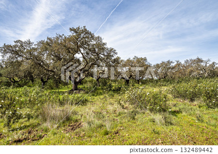 Cork Oak forest at Hortas de Baixo near Arronches, Alentejo, Portugal. 132489442