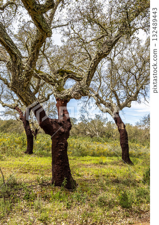 Cork Oak forest at Hortas de Baixo near Arronches, Alentejo, Portugal. 132489443