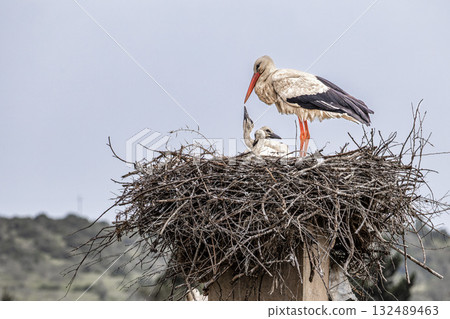 White Storks, Ciconia ciconia at Odiaxere in the Algarve region, District Faro, Portugal. White Storks, Ciconia ciconia at Odiaxere in the Algarve region, District Faro, Portugal. 132489463