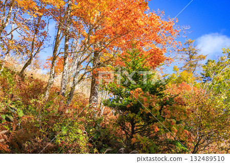 Fujimi Panorama Resort (Nyukasayama) at its best when the autumn leaves are in full bloom 132489510