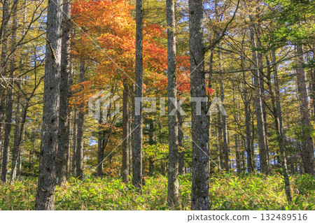 Fujimi Panorama Resort (Nyukasayama) at its best when the autumn leaves are in full bloom 132489516