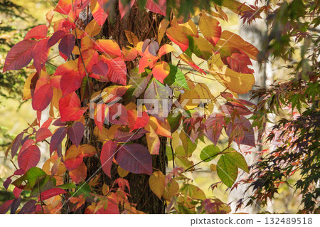 Fujimi Panorama Resort (Nyukasayama) at its best when the autumn leaves are in full bloom 132489518