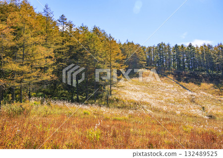 Fujimi Panorama Resort (Nyukasayama) at its best when the autumn leaves are in full bloom 132489525