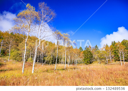Fujimi Panorama Resort (Nyukasayama) at its best when the autumn leaves are in full bloom 132489536