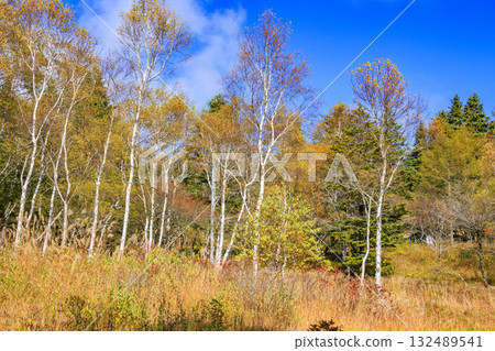 Fujimi Panorama Resort (Nyukasayama) at its best when the autumn leaves are in full bloom 132489541