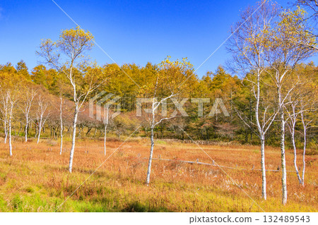 Fujimi Panorama Resort (Nyukasayama) at its best when the autumn leaves are in full bloom 132489543