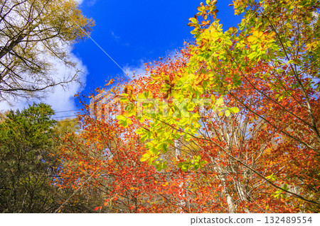 富士見全景度假村(入笠山)在秋葉盛開時最美 富士見全景度假村(入笠山)在秋葉盛開時最美 132489554