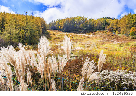 Fujimi Panorama Resort (Nyukasayama) at its best when the autumn leaves are in full bloom 132489556