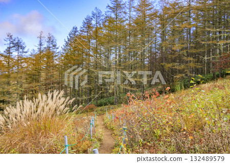 Fujimi Panorama Resort (Nyukasayama) at its best when the autumn leaves are in full bloom Fujimi Panorama Resort (Nyukasayama) at its best when the autumn leaves are in full bloom 132489579
