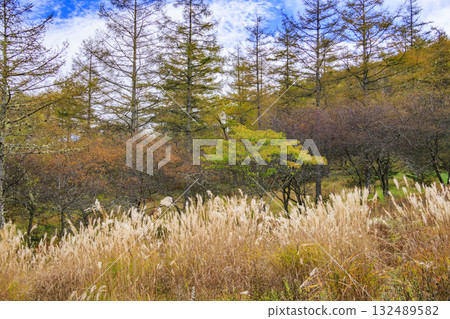 Fujimi Panorama Resort (Nyukasayama) at its best when the autumn leaves are in full bloom 132489582