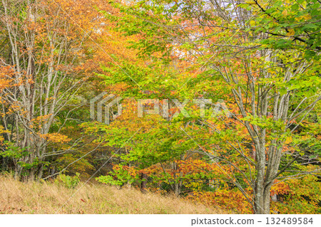 富士見全景度假村（入笠山）在秋葉盛開時最美 132489584