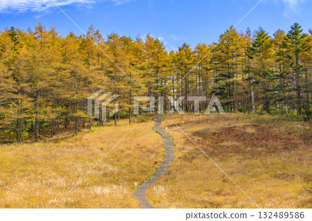 Fujimi Panorama Resort (Nyukasayama) at its best when the autumn leaves are in full bloom Fujimi Panorama Resort (Nyukasayama) at its best when the autumn leaves are in full bloom 132489586