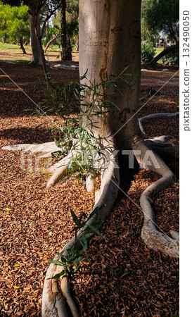 A close-up view of large tree roots on the ground. Surrounded by small brown wood chips and green grass. 132490050
