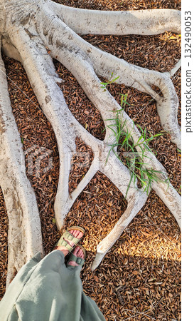 A close-up view of large tree roots on the ground. Surrounded by small brown wood chips and green grass. A close-up view of large tree roots on the ground. Surrounded by small brown wood chips and green grass. 132490053