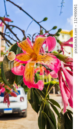 Close-up of pink silk floss tree flowers, Ceiba speciosa, showcasing vibrant pink and yellow petals against green leaves. 132490061