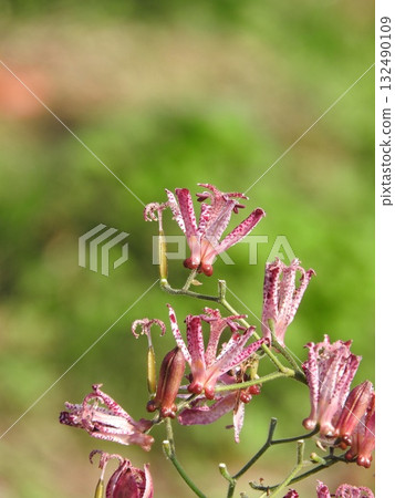 美麗的紅斑“鱗翅目” 美麗的紅斑“鱗翅目” 132490109