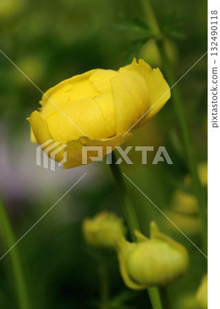 Venomous rare globeflower in spring 132490118