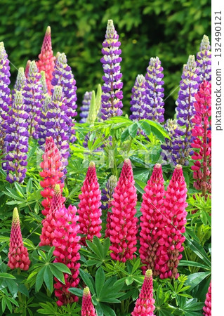Various large leaved lupine flower 132490121
