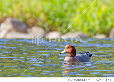 一隻雄性赤頸鴨在秋天遷徙到河裡 132490164