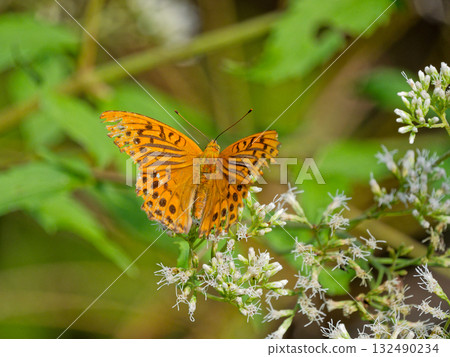 Green fritillary nectar Green fritillary nectar 132490234