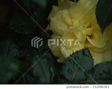 Freesia, a beautiful yellow rose flower that bloomed in rainy June 132490361