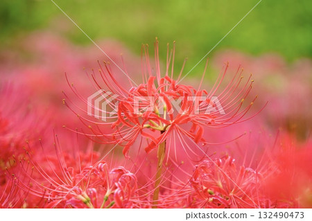 Bright red cluster amaryllis Bright red cluster amaryllis 132490473