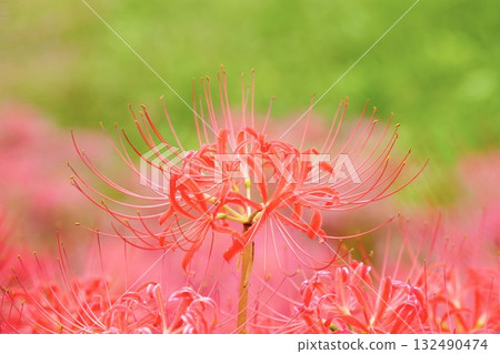 Bright red cluster amaryllis Bright red cluster amaryllis 132490474