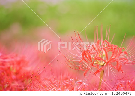 Bright red cluster amaryllis Bright red cluster amaryllis 132490475