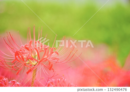 Bright red cluster amaryllis Bright red cluster amaryllis 132490476