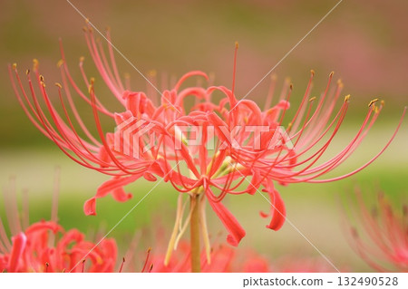 Beautiful clusters of red spider lilies blooming on the bank 132490528