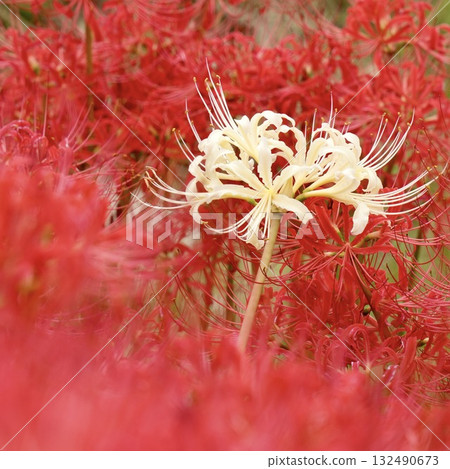 白色簇狀孤挺花 132490673